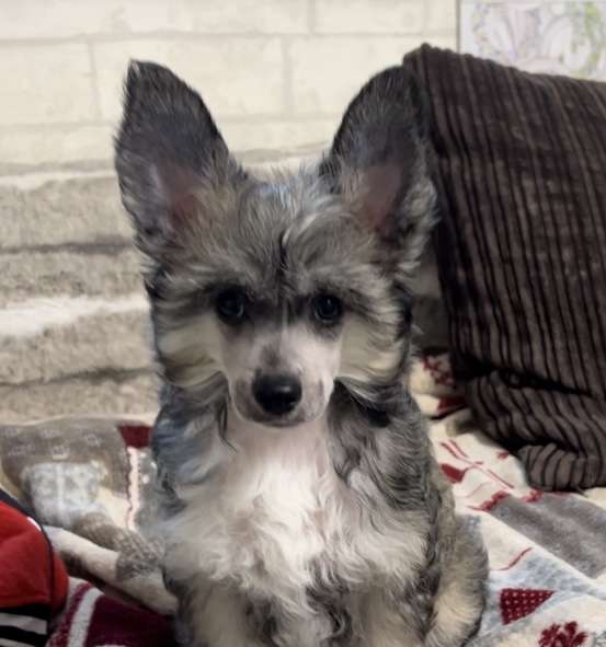 Intriga iz Sozvezdiya Khana