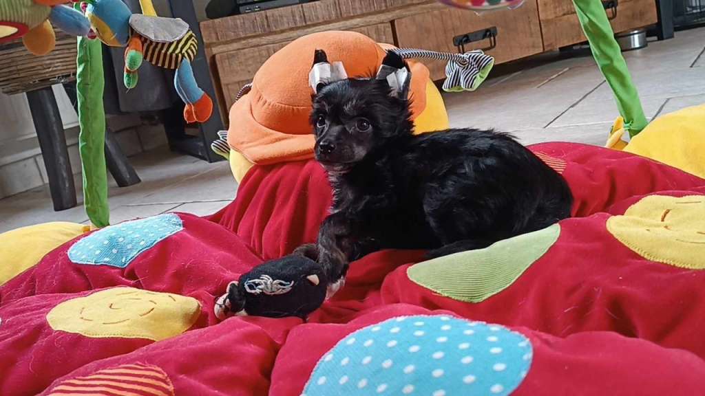 Il était une fois X Shuri