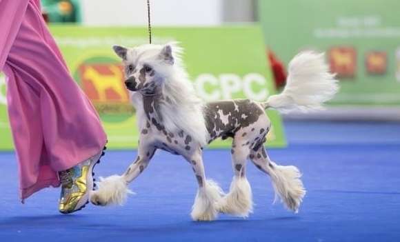 Little Dog Of Dream Update