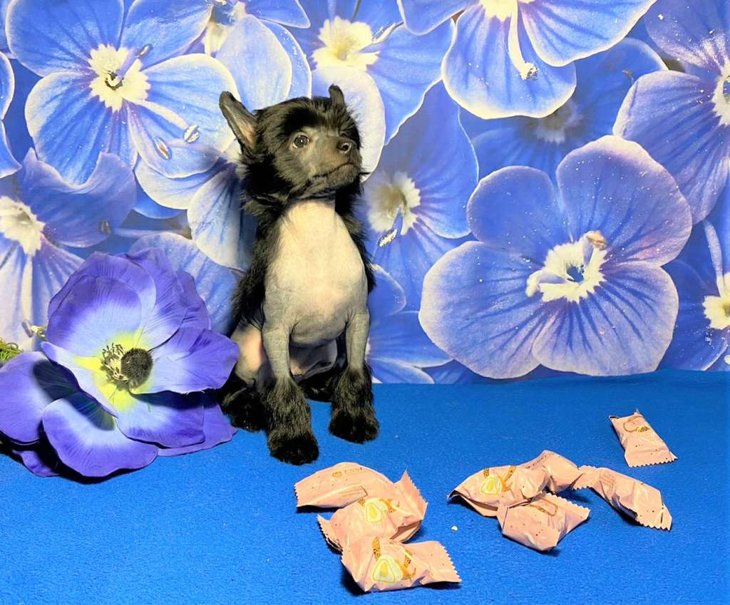 Charuyuschiy Soblazn Freddie Charming boy