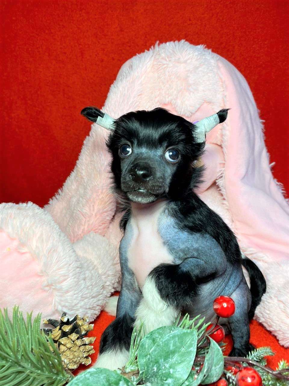 Charuyuschiy Soblazn Filius Moonlight