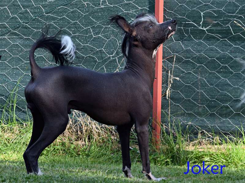 MagicDream's Joker from *BlackFairies*