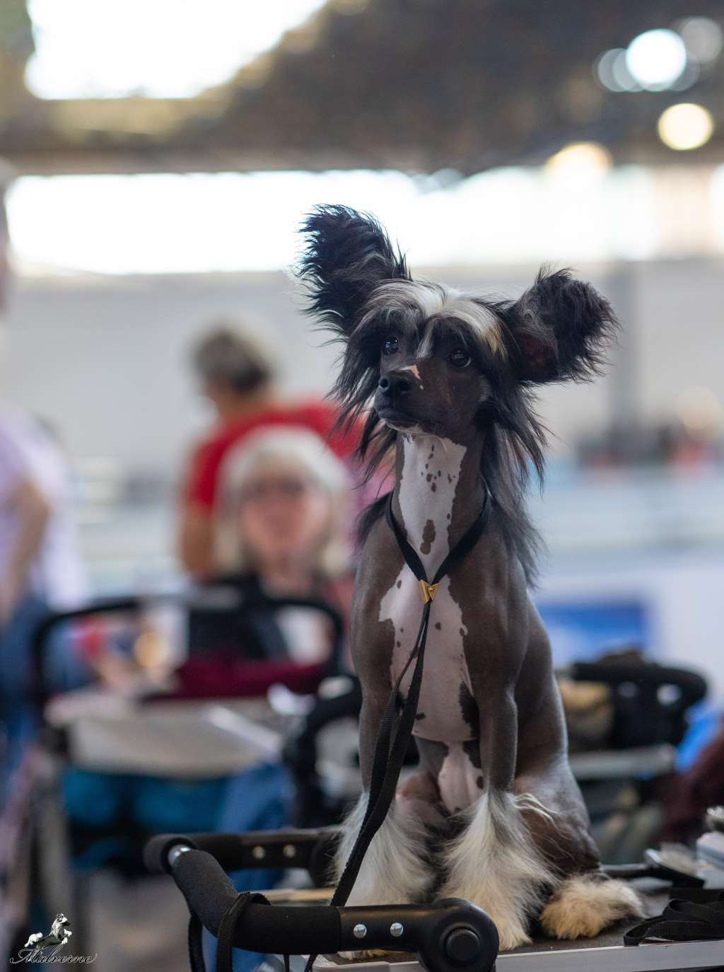 Persephone Queen Avokaduh