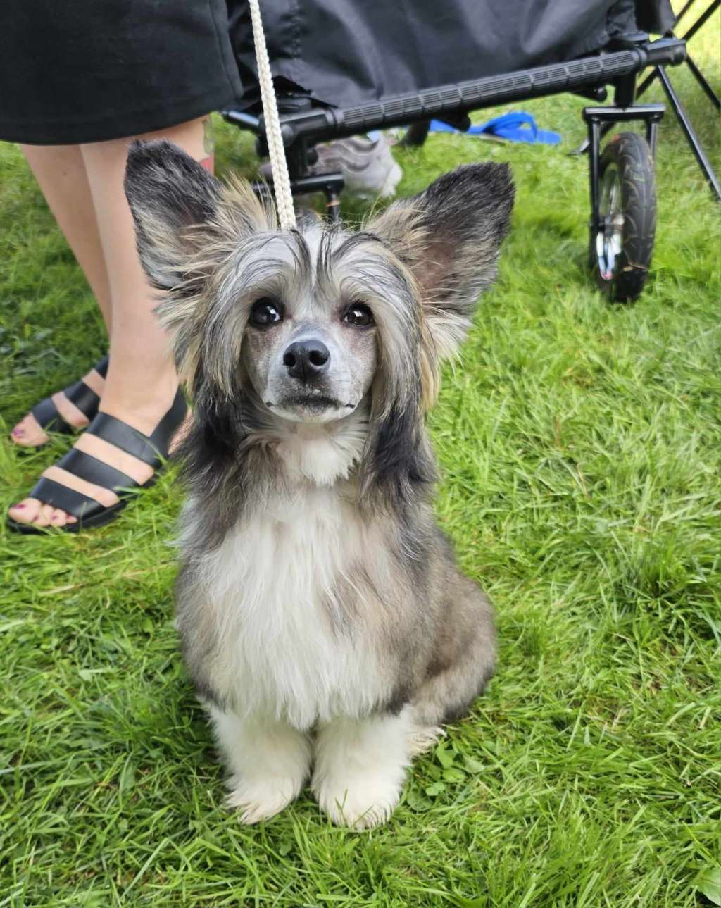 Quaffel Adele Avokaduh