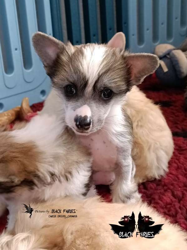 little Dragons Neytiri from BlackFairies