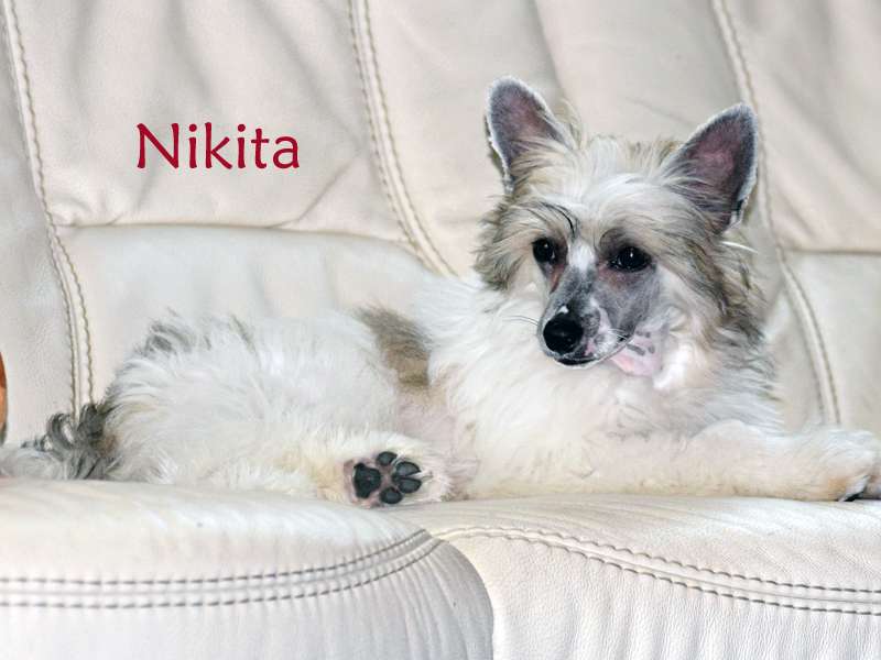 little Dragons Nikita from BlackFairies