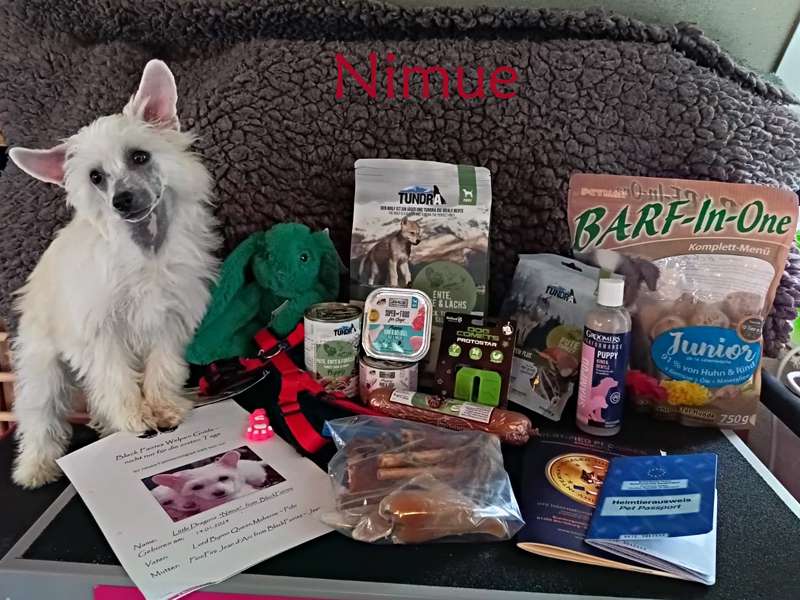 little Dragons Nimue from BlackFairies