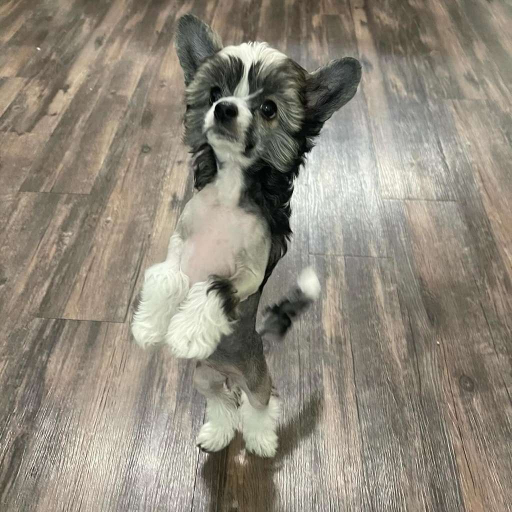 Crowned She's Appealing