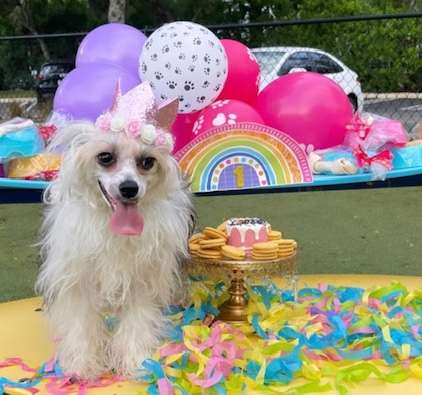 Crowned Tilly Tornado