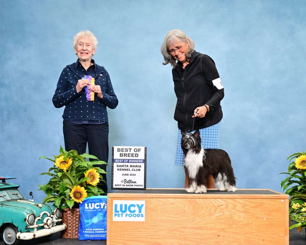 Nat/int/hnr Ch Ukc Ch Akc Ch Crowned Catch Me If Y