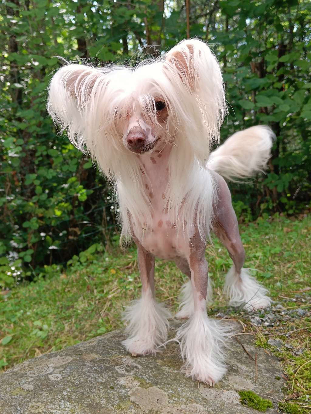 Joyway's Here Comes The Sunshine