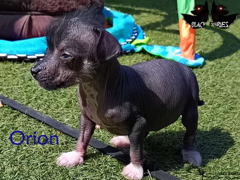 Oh my lovely Gaias last Heartbreaker Orion from *B