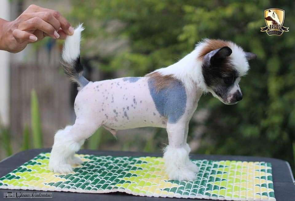 Argos' Legacy João Valentão