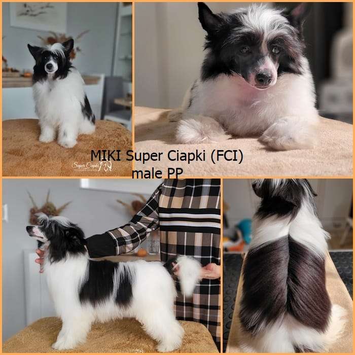 Miki Super Ciapki (fci)