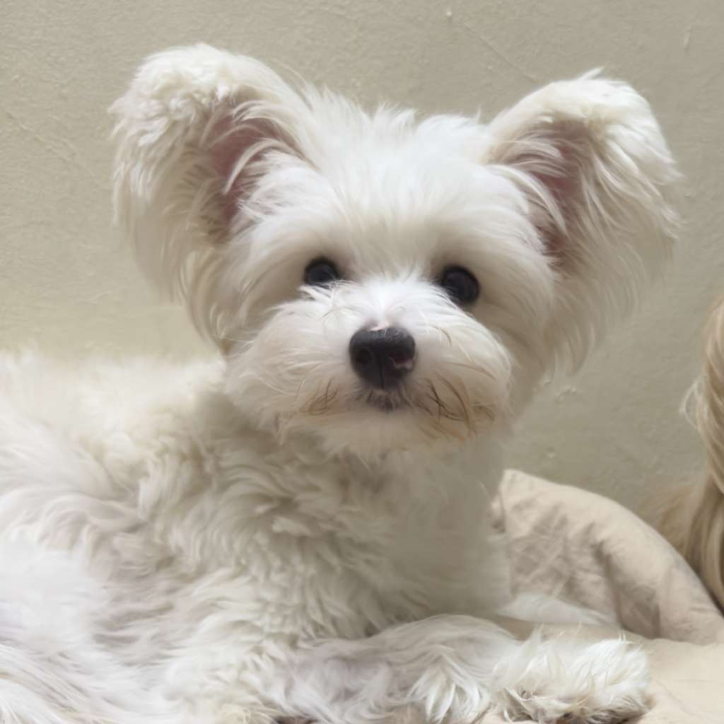 Rosa sinensis of Melody