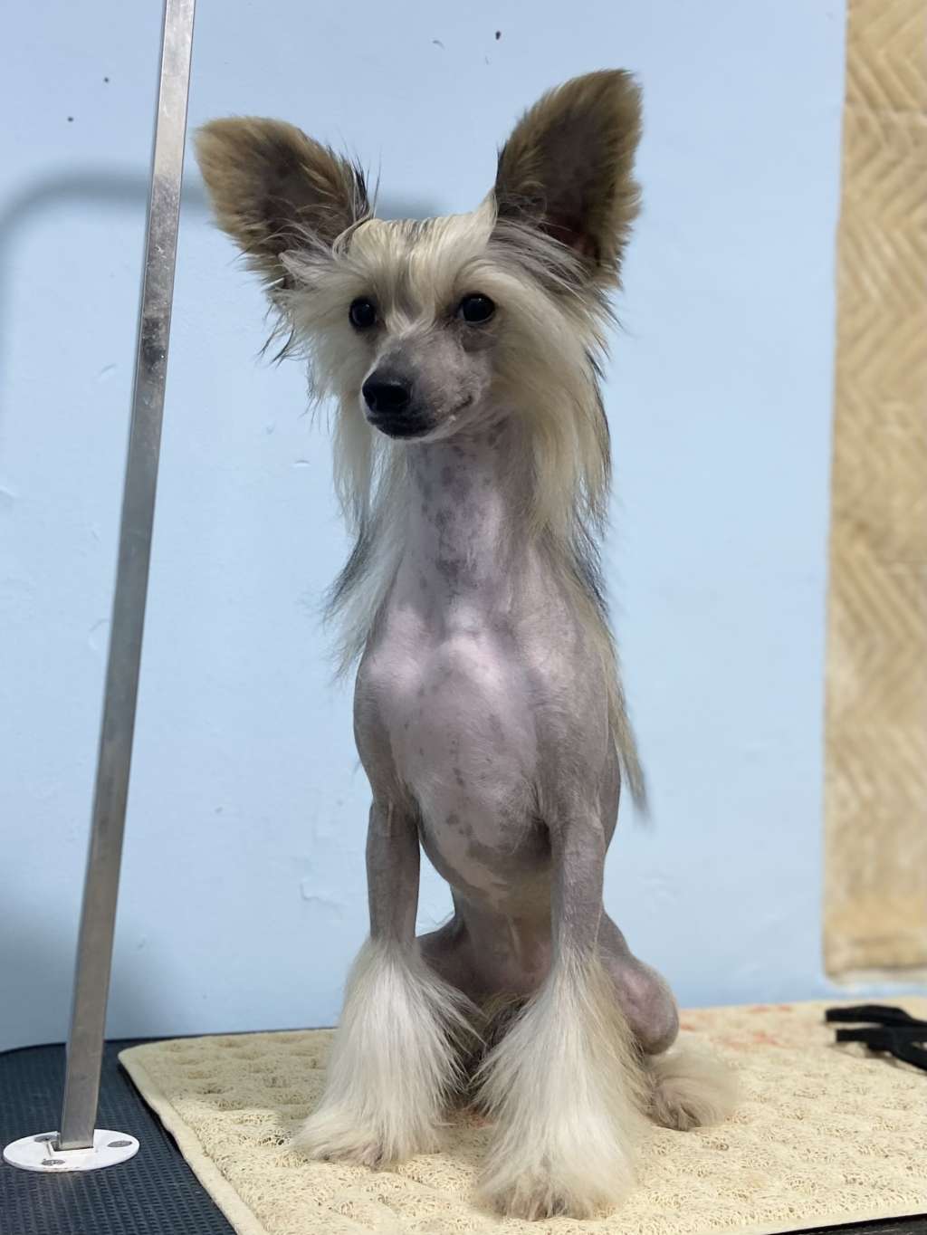 Rosa sinensis of Parti