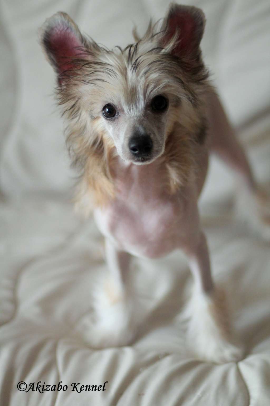 Aloha Kapo Gold Partner