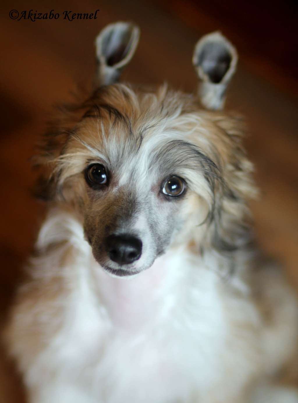 Aloha Ike Gold Partner