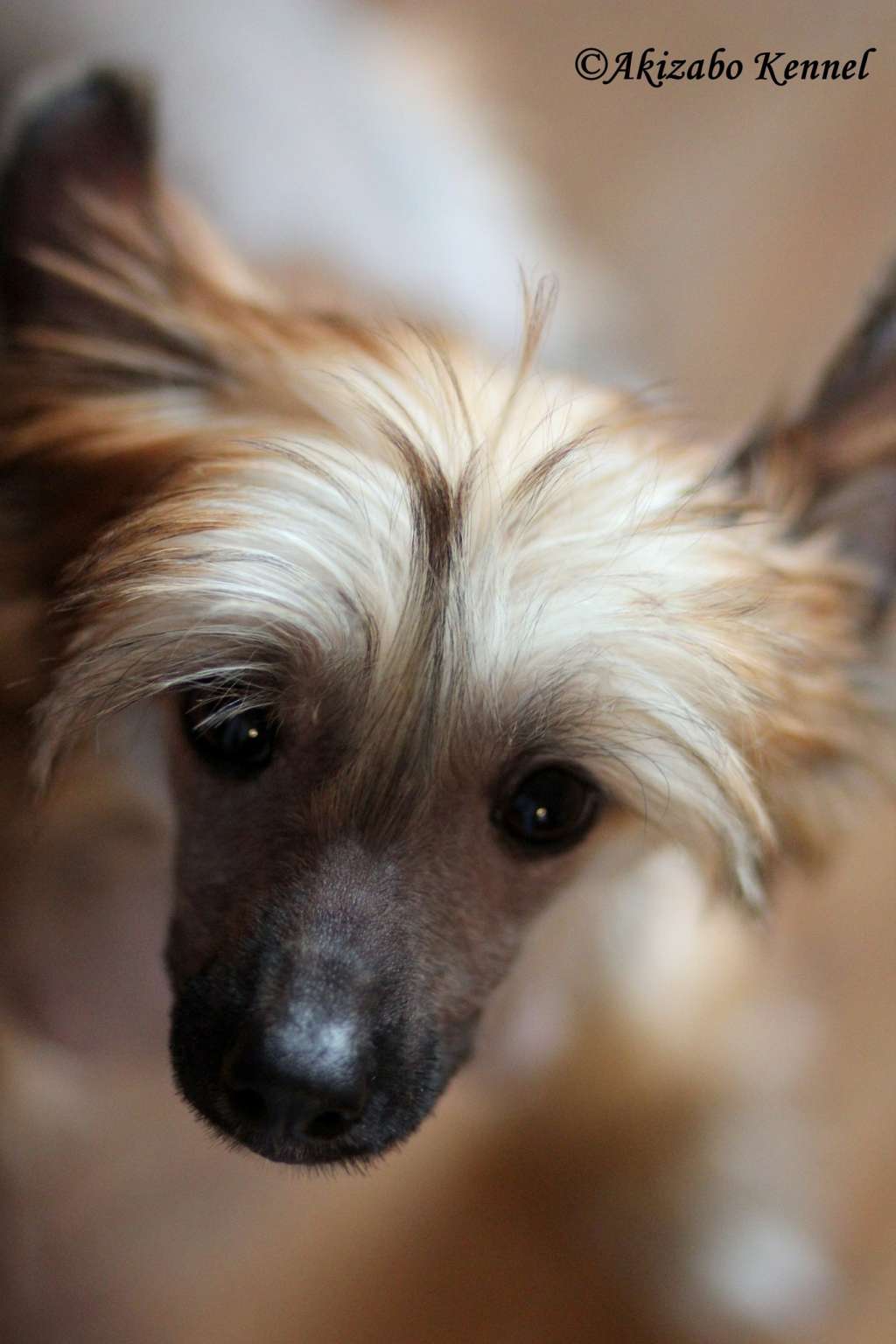 Aloha Maui Gold Partner