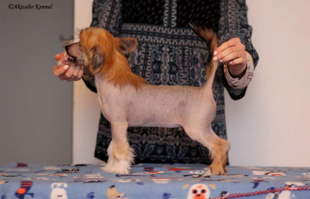 Aloha Uli Gold Partner