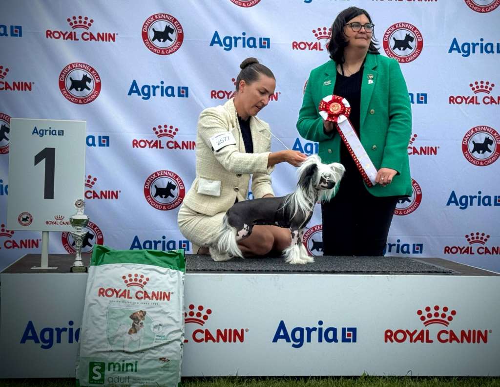 Sirocco A Backhanded Compliment