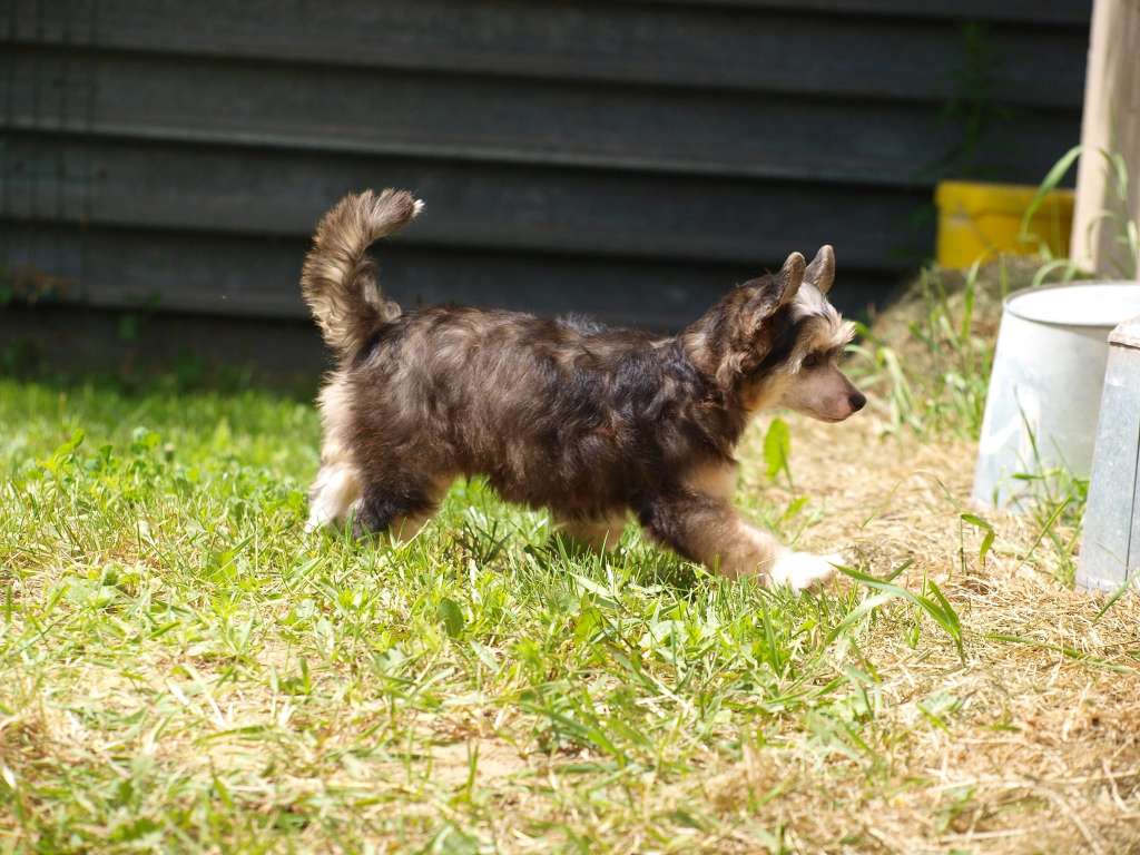 Anna Sky Kennel Uzor