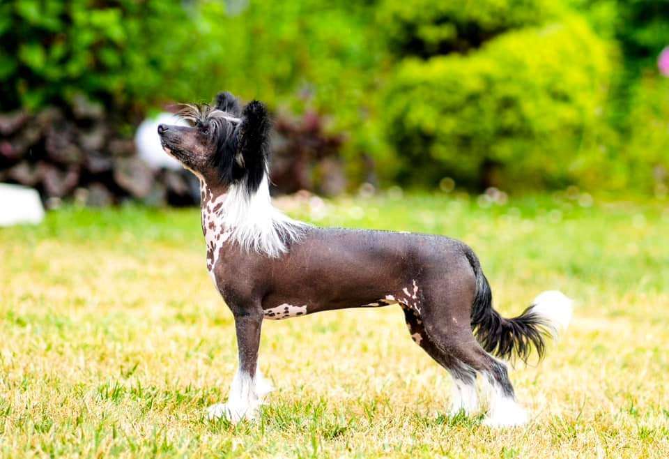 Jean Dark Georgia Rain