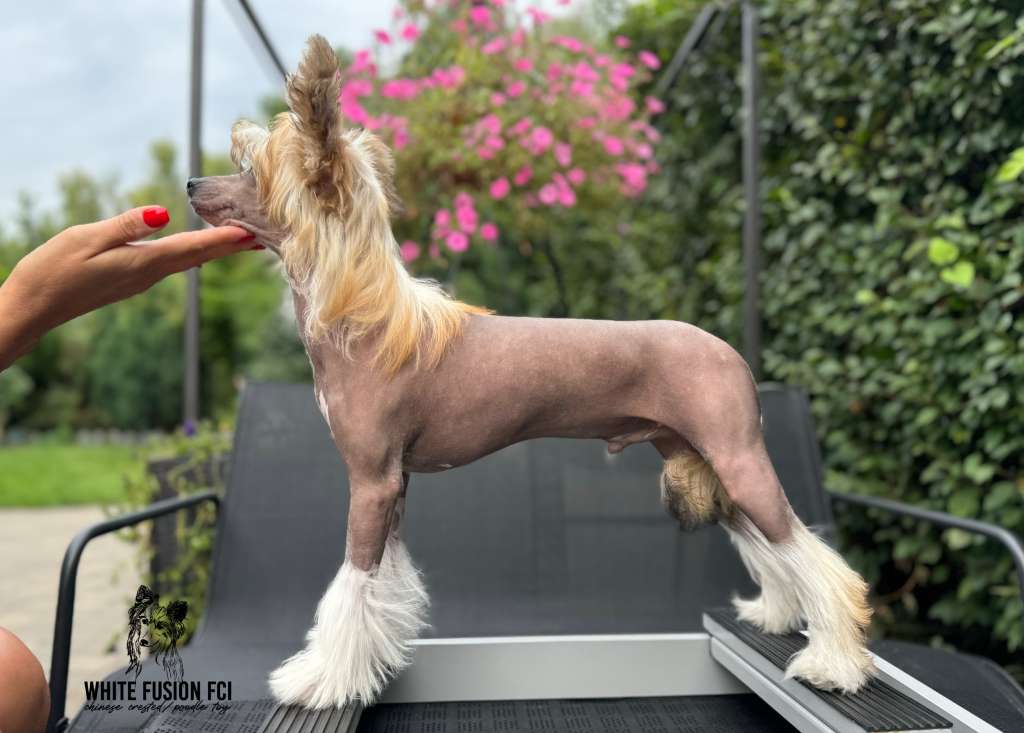 ANGEL Seven Crested Senses