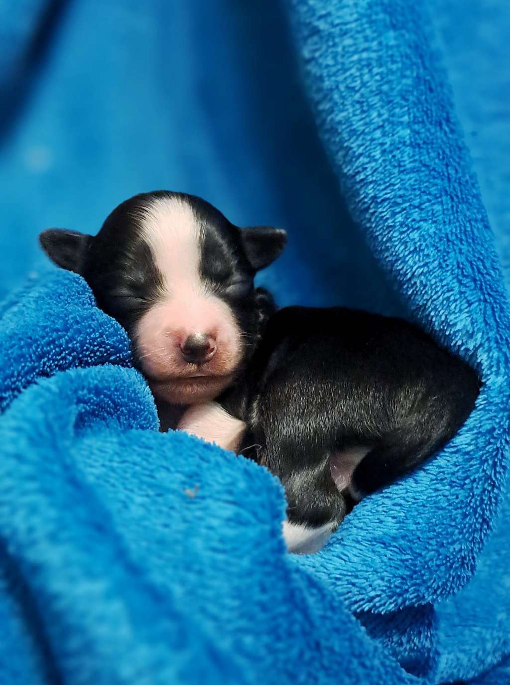 Nostradamus Sasima Fci