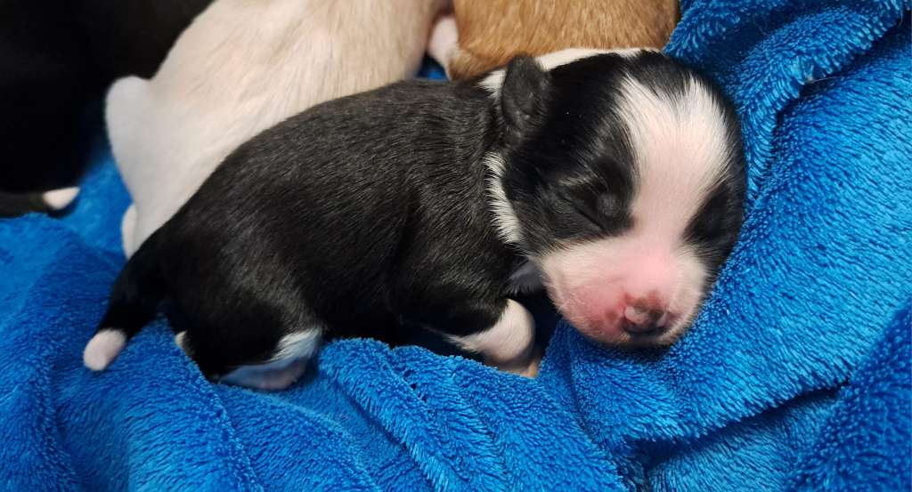 Nautilius Sasima Fci