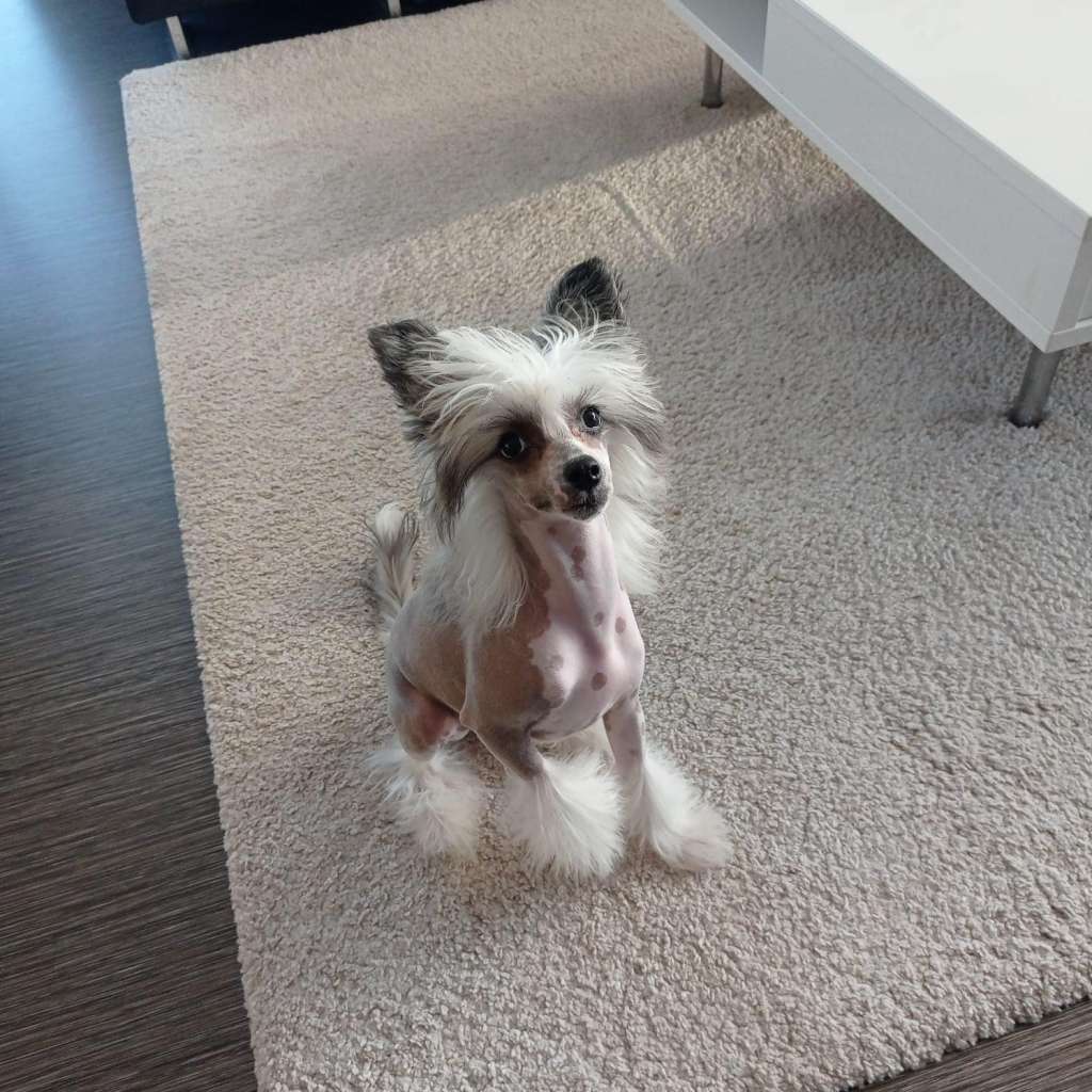 Ilajla Art Pretty Sweet