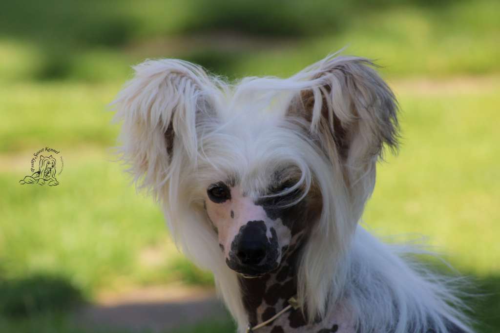 C.I.B.J.Ice Bubble  Pretty Sweet