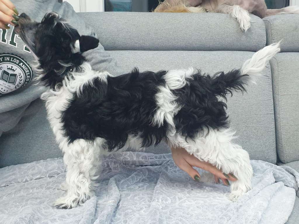 ARIA z Uroczej Pomaranczarni