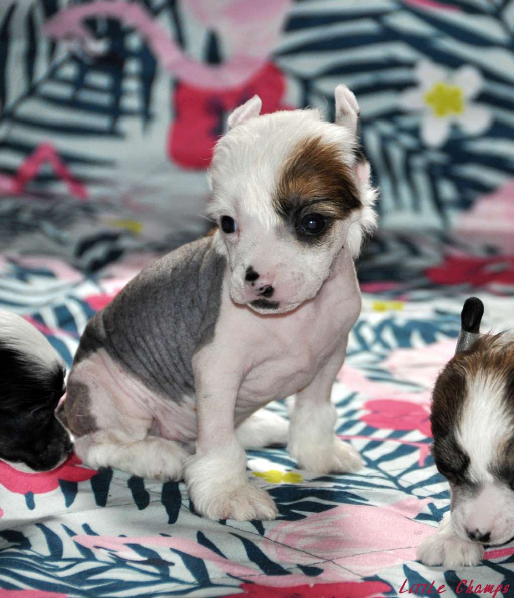 Vianney Little Champs