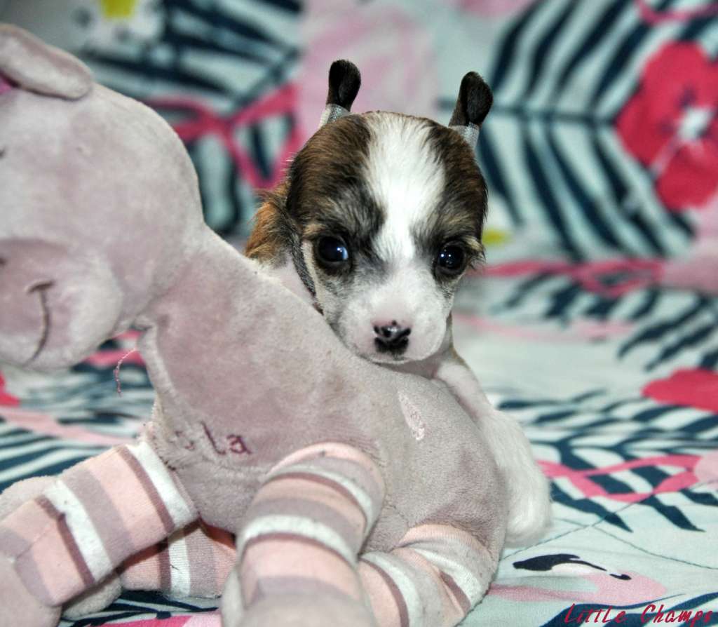 Voulzy Little Champs