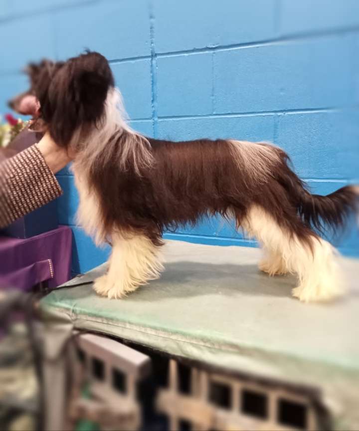 Pufflepaws Phools Prophecy