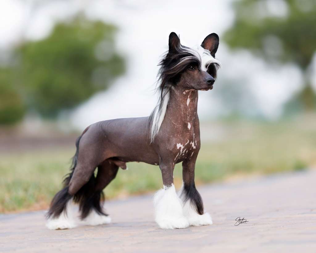 NV Valour Klearly Scheming with the Crow Roserok