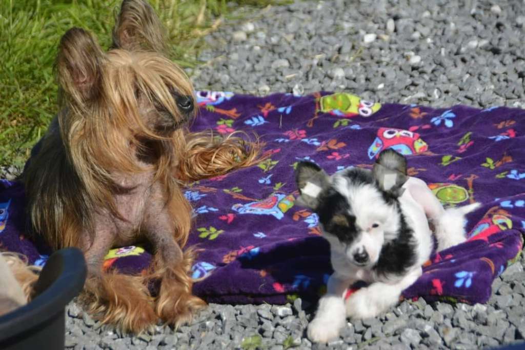 Il était une fois x Peeper Poots