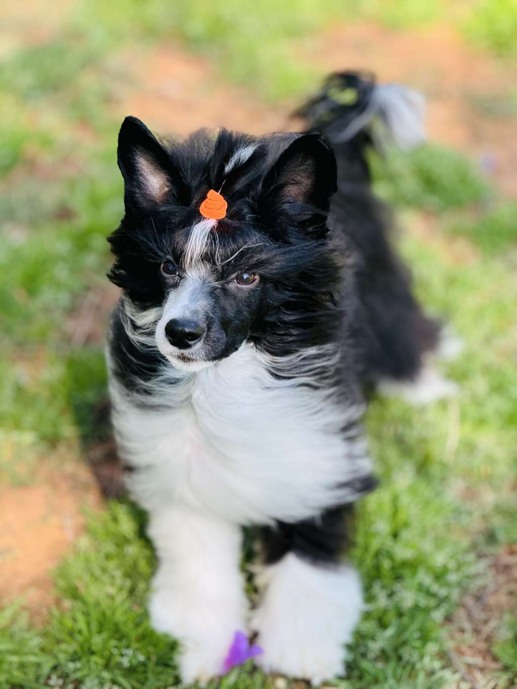 CH Eleganzas champagne problems