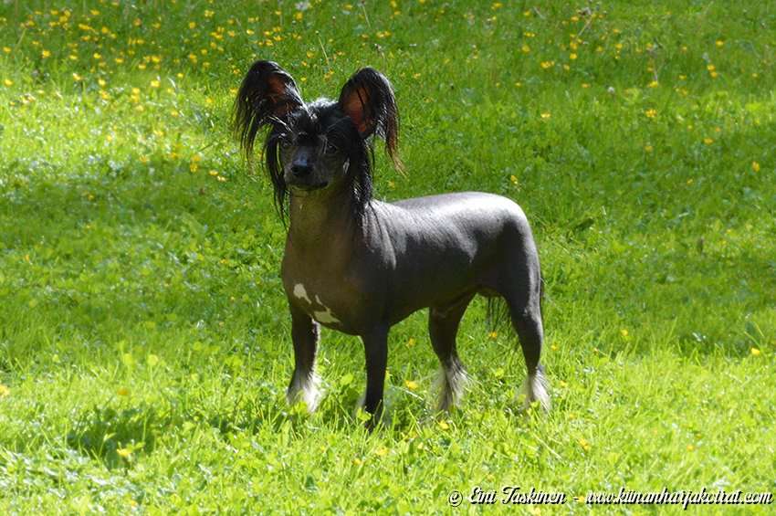 Old Chum's Einin Wonderboy