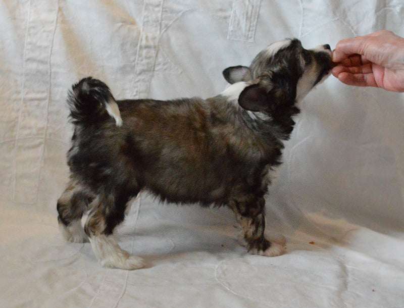 Old Chum's What A Catch