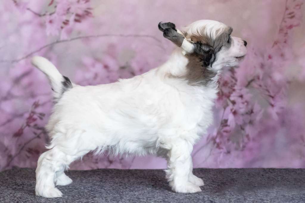 Old Chum's Xcuse My Ego