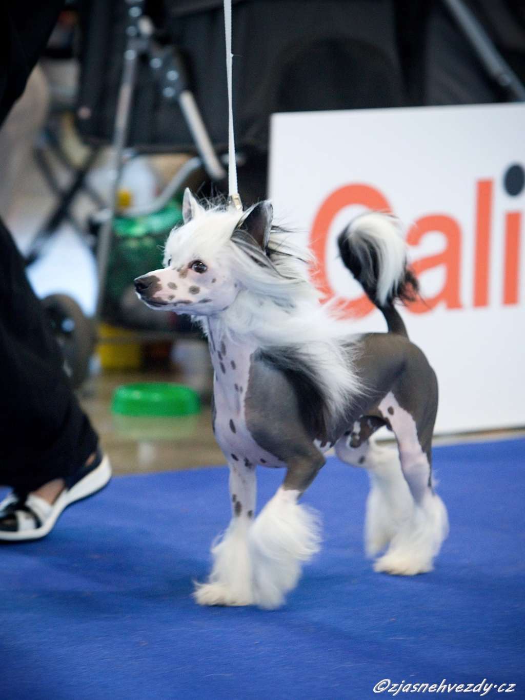 DaVinci z Jasne hvezdy