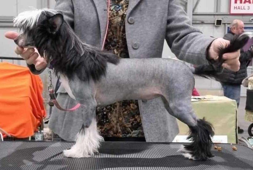 India Lara Pompinell'