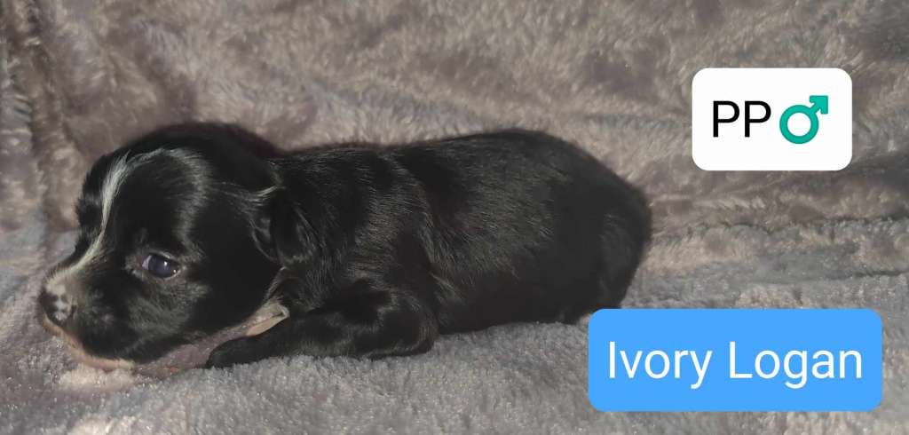 Ivory Logan Pompinell'