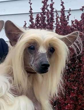 BY Angel Wings Can't Stop Me At Red Fox