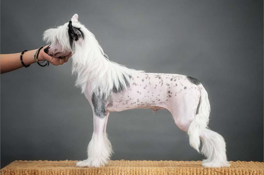 Incanto Del Mondo Jean-Jacques