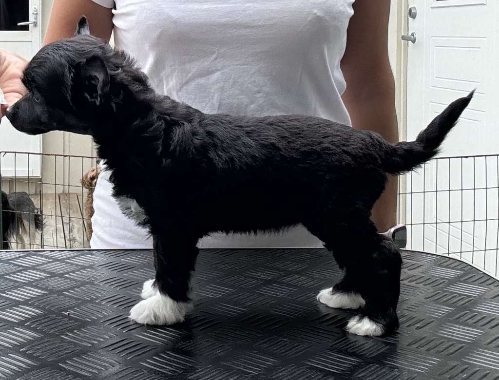 Absolute Souls Glowing like a star