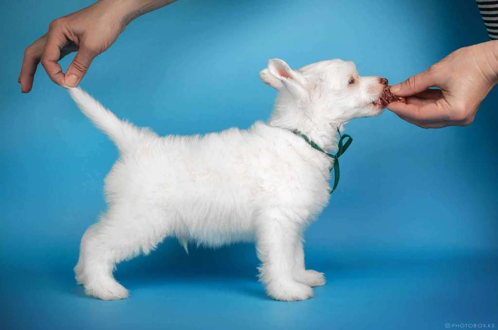 Long Haired Boy Dneprovskoye Solntse