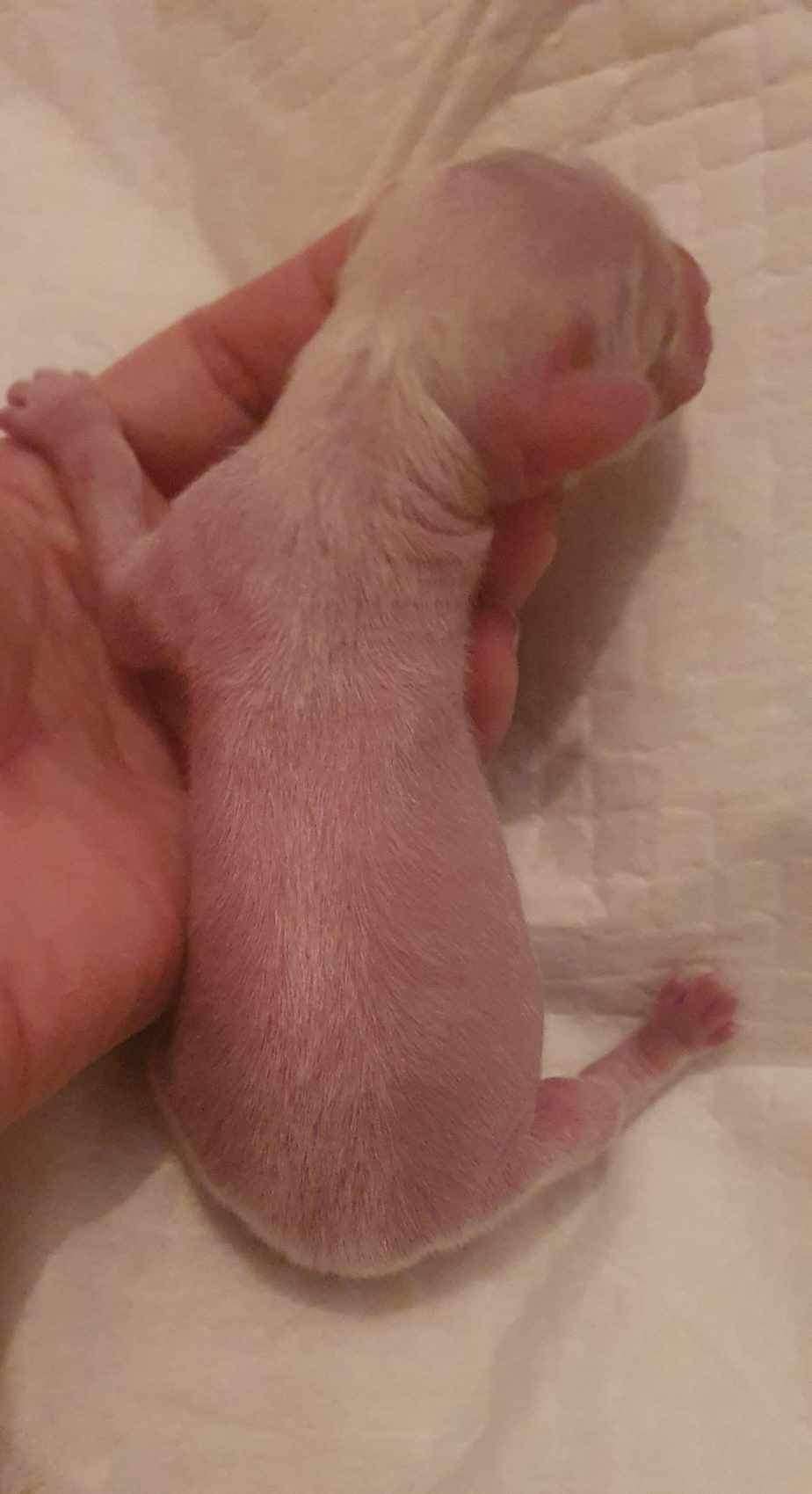 Pleiad  Dneprovskoye Solntse